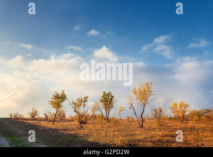 Einsame Bäume mit gelben Blättern in den Hügel auf dem Hintergrund des blauen bewölkten Himmel bei Sonnenuntergang im Herbst. Naturlandschaft Stockfoto