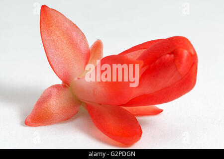 Schöne rosa Schlumbergera Truncata Blume, allgemein bekannt als Weihnachtskaktus. Closeup vor weißem Hintergrund. Stockfoto