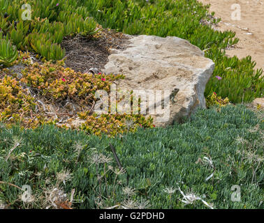 Agama (Laudakia Stellio) Eidechse auf einem Felsen auf der Insel spielte. Paphos in Zypern. Stockfoto