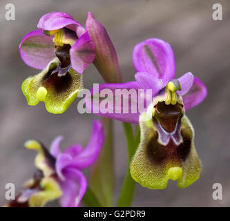 Blattwespen Orchidee. Ophrys Tenthredinifera. Stockfoto