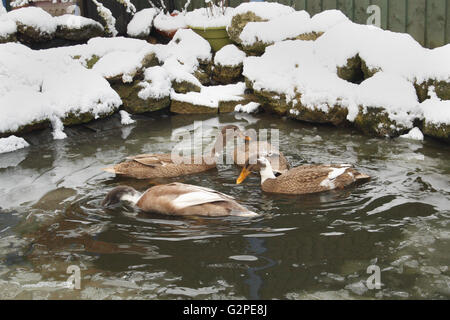 indische Läufer Enten im Teich im Winter Anas Platyrhynchos domesticus Stockfoto