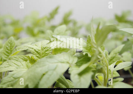 Bild der Tomate Sämlinge in Töpfe Solanum lycopersicum Stockfoto