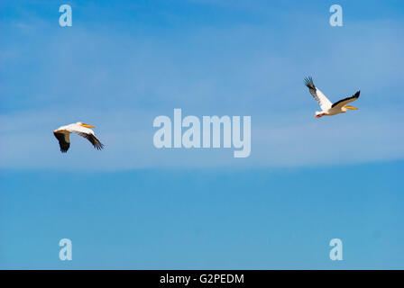 Weiße Pelikane (Pelecanus Onocrotalus) im Danube Delta, Rumänien, Dobrudscha, Dobrudscha, Dobrudscha, Crisan Stockfoto