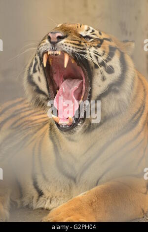 Tiger ist der weltweit größte Vertreter der Familie der Katzen Stockfoto