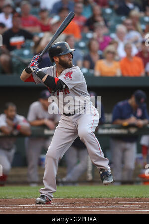 Baltimore, Maryland, USA. 1. Juni 2016. Boston Red Sox 2 b Dustin Pedroia (15) at bat während eines Spiels gegen die Baltimore Orioles im Oriole Park at Camden Yards in Baltimore, MD am 1. Juni 2016. Foto / Mike Buscher/Cal Sport Media Credit: Cal Sport Media/Alamy Live-Nachrichten Stockfoto