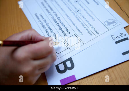 Flintshire, North Wales, UK. 2. Juni 2016. Europäisches Referendum – beginnen europäisches Referendum Post-Ballett Papiere immer verteilt. Eine Person entscheidet die box um das Kreuz in anlässlich ihrer Absicht und Abstimmung Stockfoto