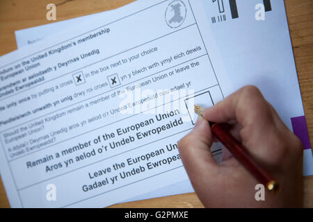 Flintshire, North Wales, UK. 2. Juni 2016. Europäisches Referendum – beginnen europäisches Referendum Post-Ballett Papiere immer verteilt. Eine Person entscheidet, stimmen weiterhin Mitglied bleiben Stockfoto