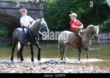 Appleby in Westmorland, Cumbria, UK. 2. Juni 2016. Appleby Horse Fair, Appleby in Westmorland, Cumbria, England, Großbritannien Credit: Jamie Tyerman/Alamy Live-Nachrichten Stockfoto