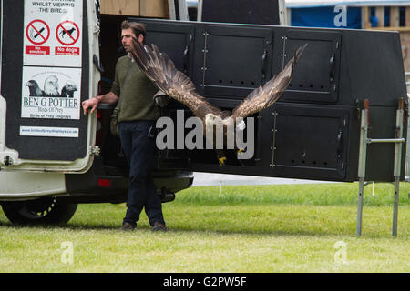 Shepton Mallet, Großbritannien. 2. Juni 2016. Raubvögel Anzeige an der Badewanne und West Show 2016. James Thomas/Alamy leben Nachrichten Stockfoto