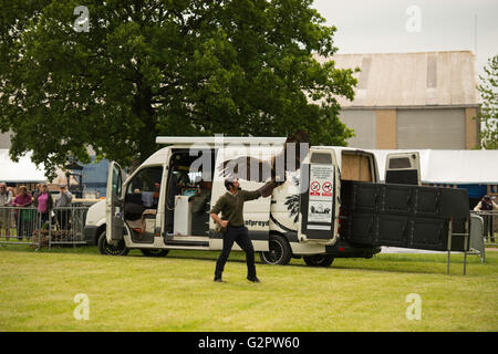 Shepton Mallet, Großbritannien. 2. Juni 2016. Raubvögel Anzeige an der Badewanne und West Show 2016. James Thomas/Alamy leben Nachrichten Stockfoto