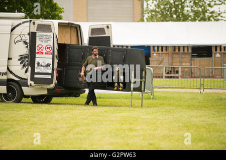 Shepton Mallet, Großbritannien. 2. Juni 2016. Raubvögel Anzeige an der Badewanne und West Show 2016. James Thomas/Alamy leben Nachrichten Stockfoto