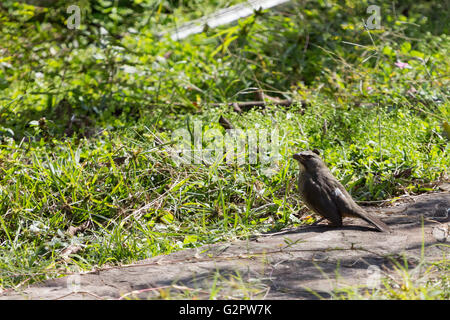 Asuncion, Paraguay. Juni 2016. Gräulicher Saltator (Saltator coerulescens) Samenfressender singvogel auf dem Boden, wird an sonnigen Tagen in Asuncion, Paraguay, gesehen. Anm.: Andre M. Chang/Alamy Live News Stockfoto