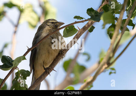 Asunción, Paraguay. 2 Jun, 2016. Gräulich saltator (Saltator coerulescens) Samen - Samen - Essen essen songbird Songbird auf lila Bougainvillea oder "Santa Rita" zierpflanzen Weinstock dornigen Zweig thront, ist während der sonnigen Tag in Asunción, Paraguay. Credit: Andre M. Chang/ARDUOPRESS/Alamy leben Nachrichten Stockfoto