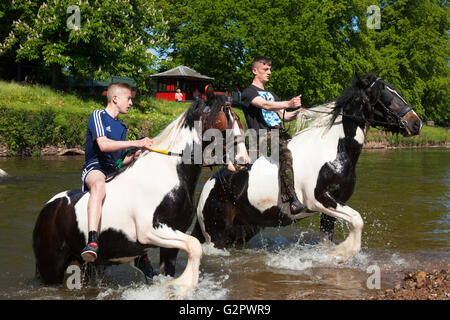 Appleby in Westmorland, U.K. 2. Juni 2016. Gipsy Jungen schwimmen ihre Pferde in den Fluss Eden in Appleby Horse Fair. Die Messe existiert seit 1685 unter dem Schutz einer Urkunde von König James II. Ab der ersten ist Donnerstag im Juni und läuft für eine Woche die Messe von Roma-Zigeuner, Pferdehändler und Reisende aus in ganz Europa besucht.  Bildnachweis: Mark Richardson/Alamy Live-Nachrichten Stockfoto