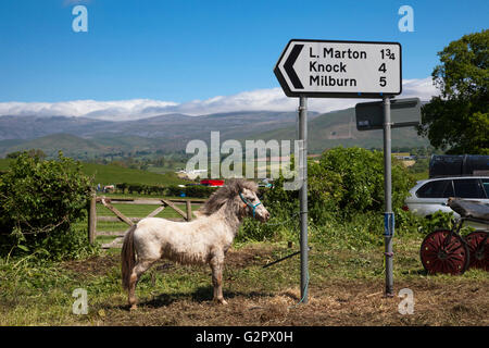 Appleby in Westmorland, U.K. 2. Juni 2016. Der erste Tag der 2016 Appleby Horse Fair. Die Messe existiert seit 1685 unter dem Schutz einer Urkunde von König James II. Ab der ersten ist Donnerstag im Juni und läuft für eine Woche die Messe von Roma-Zigeuner, Pferdehändler und Reisende aus in ganz Europa besucht.  Bildnachweis: Mark Richardson/Alamy Live-Nachrichten Stockfoto