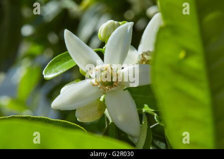 Orange Blüte Blüten in einem Baum in der spanischen Mittelmeerküste Stockfoto