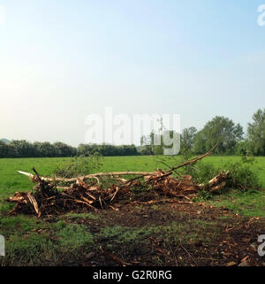 Protokolle und Holz frei von einem Graben in ländlichen Somerset, in der Nähe des Dorfes Cheddar, Somerset, Mai 2016 Stockfoto