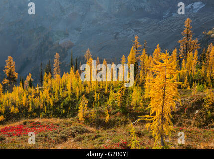 WASHINGTON - Lärchen in Herbstfarben in Okanogan-Wenatchee National Forest in der Nähe von Ahorn-Pass in den North-Cascades. Stockfoto