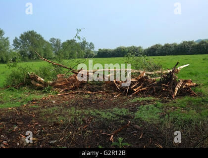 Protokolle und Holz frei von einem Graben in ländlichen Somerset, in der Nähe des Dorfes Cheddar, Somerset, Mai 2016 Stockfoto