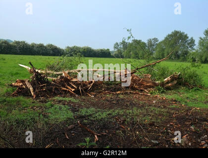 Protokolle und Holz frei von einem Graben in ländlichen Somerset, in der Nähe des Dorfes Cheddar, Somerset, Mai 2016 Stockfoto