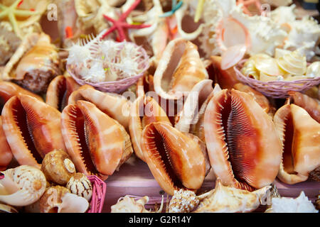 Muscheln und Meeresschnecken Strand Souvenirs Seestern Stockfoto