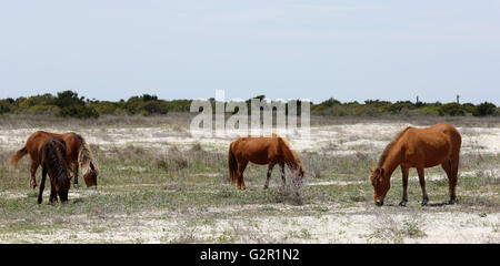 Wildpferde der Shackleford Banks Weiden Stockfoto