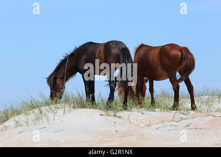 Wildpferde der Shackleford Banks Weiden auf einer Düne Stockfoto