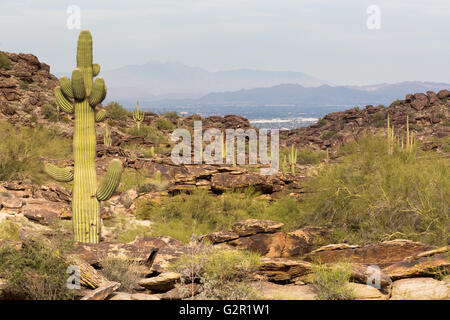 Die vier Gipfel in der Ferne über Saguaro Kakteen in den südlichen Bergen steigt. South Mountain Park, Arizona Stockfoto