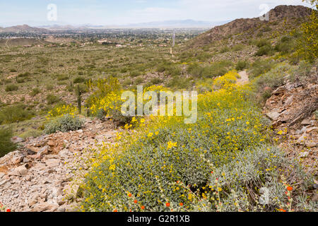 Brittlebrush Wildblumen blühen entlang der Two-Bit Peak Trail. Phoenix Mountains Park und Konserve, Arizona Stockfoto