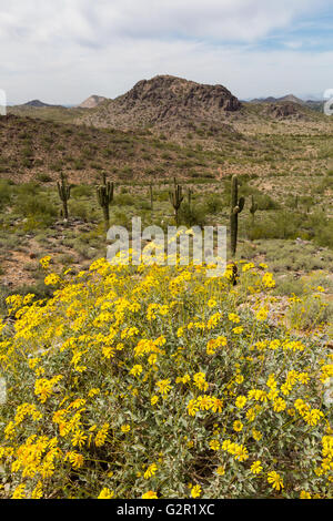 Brittlebrush Wildblumen blühen entlang der Two-Bit Peak Trail. Phoenix Mountains Park und Konserve, Arizona Stockfoto