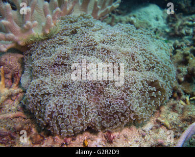 Anker oder Hammer Korallen, Euphyllia Parancora von Coral Triangle, South China Sea, Brunei. Stockfoto