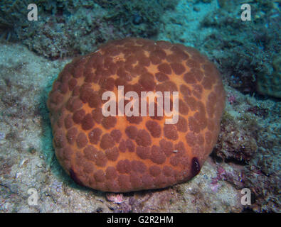 Kissen Sie-Seestern, Culcita Novaeguineae aus dem Südchinesischen Meer, Coral Triangle, Brunei. Stockfoto