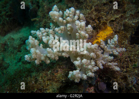 Soft Coral, tropischen Korallenriff, Brunei Darussalam. Stockfoto