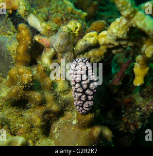 Nacktschnecken, Phyllidia SP., von der South China Sea, Brunei. Stockfoto