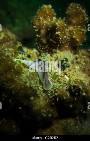 Schöne Headshield Geschoß, Chelidonura Amoena, an einem Korallenriff in der South China Sea, Coral Triangle, Brunei. Stockfoto