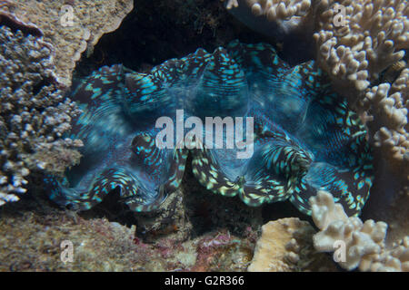 Riesenmuschel Tridacna Spec, in ein Korallenriff aus dem Südchinesischen Meer, Brunei in den Coral Triangle. Stockfoto