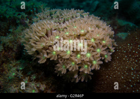 Weichkorallen, Xeniidae, aus dem Südchinesischen Meer, Coral Triangle, Brunei. Stockfoto