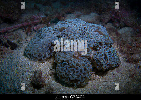 Anker oder Hammer Korallen, Euphyllia Parancora von Coral Triangle, South China Sea, Brunei. Stockfoto