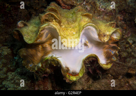 Teilweise gebleicht Riesenmuschel Tridacna-Spezifikation in einem Korallenriff aus der South China Sea, Brunei. Stockfoto