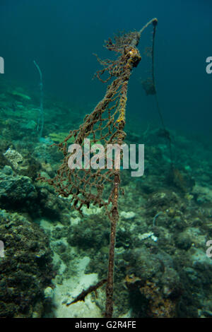 Reste von Fischernetz verfangen an einem Korallenriff, Ghostfishing. Bild vom Südchinesischen Meer, Brunei, Coral Triangle. Stockfoto