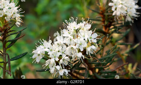 Ledum Palustre (Rhododendron Hornkraut) Pflanze im Wald, Nahaufnahme Stockfoto