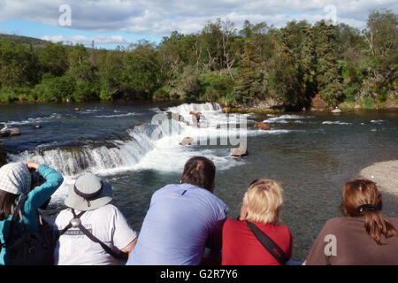 Touristen sehen Alaska Braunbären entlang Brooks Falls zum Migrieren von Sockeye Lachs 21. Juli 2013 in Katmai Nationalpark, Alaska Schlemmen zu sammeln. Stockfoto