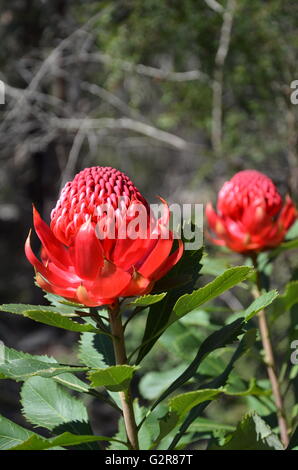 Rot und Magenta Blumen von der systemeigenen Waratah (Telopea) in den australischen Busch Stockfoto