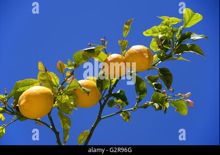 Reife Zitronen (Citrus × Limon) auf Ast, Mallorca, Spanien Stockfoto