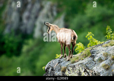 Alpine Gämse (Rupicapra Rupicapra) auf Felsen, Vogesen, Frankreich Stockfoto