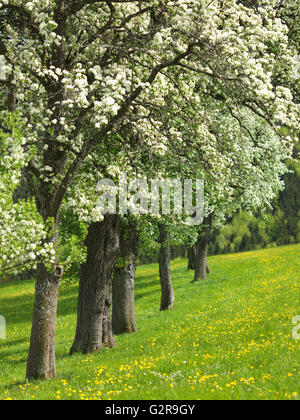 Blühende Obstbäume, Mostviertel, Seitenstetten, Niederösterreich, Österreich Stockfoto