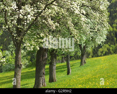 Blühende Obstbäume, Mostviertel, Seitenstetten, Niederösterreich, Österreich Stockfoto