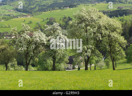 Blühende Obstbäume, Mostviertel, Seitenstetten, Niederösterreich, Österreich Stockfoto