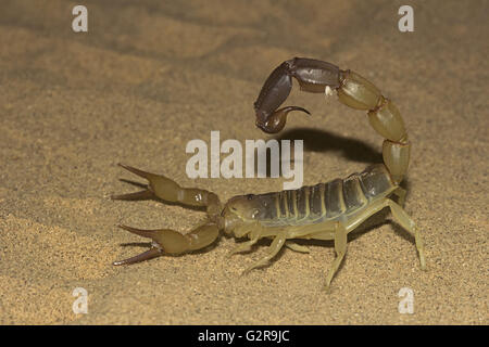 Fattail Scorpion oder Fett-tailed Skorpion. Androctonus SP., Jaisalmer, Rajasthan, Indien Stockfoto