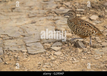 Gesperrt buttonquail, turnix suscitator, ranthambore Tiger Reserve, Rajasthan, Indien Stockfoto